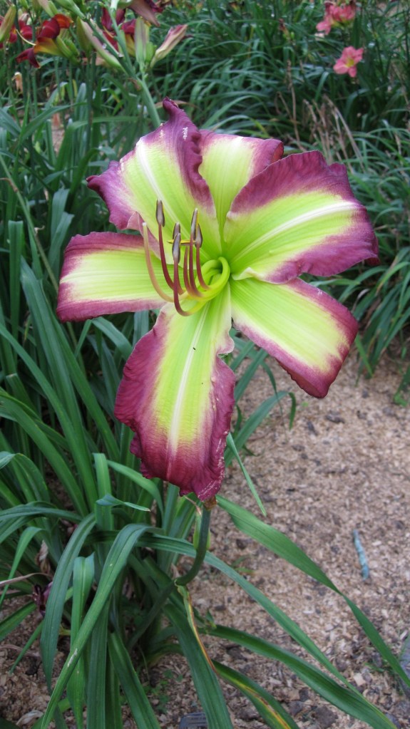 Hemerocallis Rose F Kennedy IMG_0721