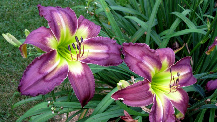 Hem. Tell Tale Heart