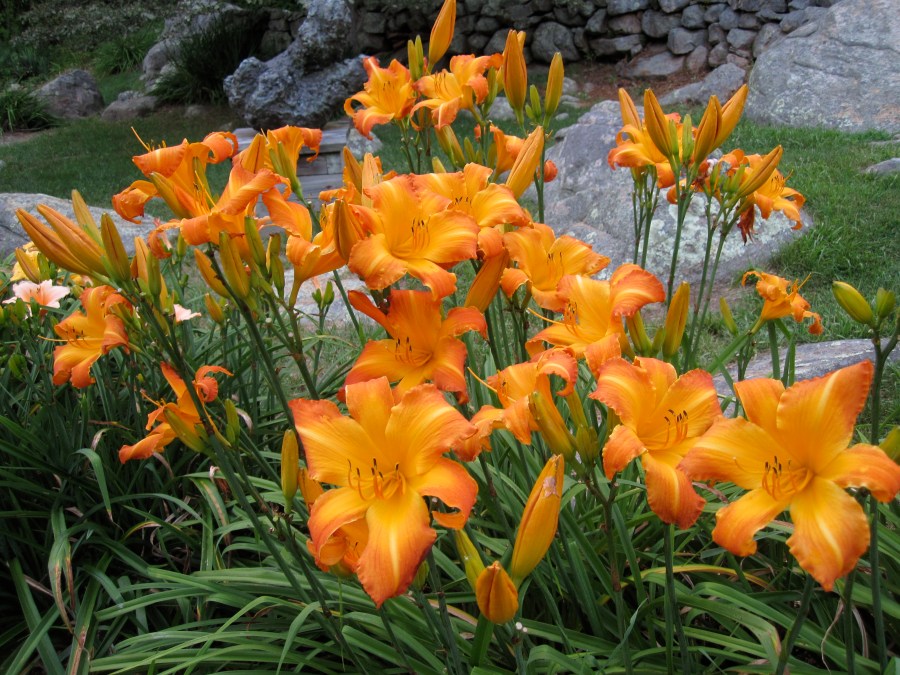 H. Highland Pinched Fingers