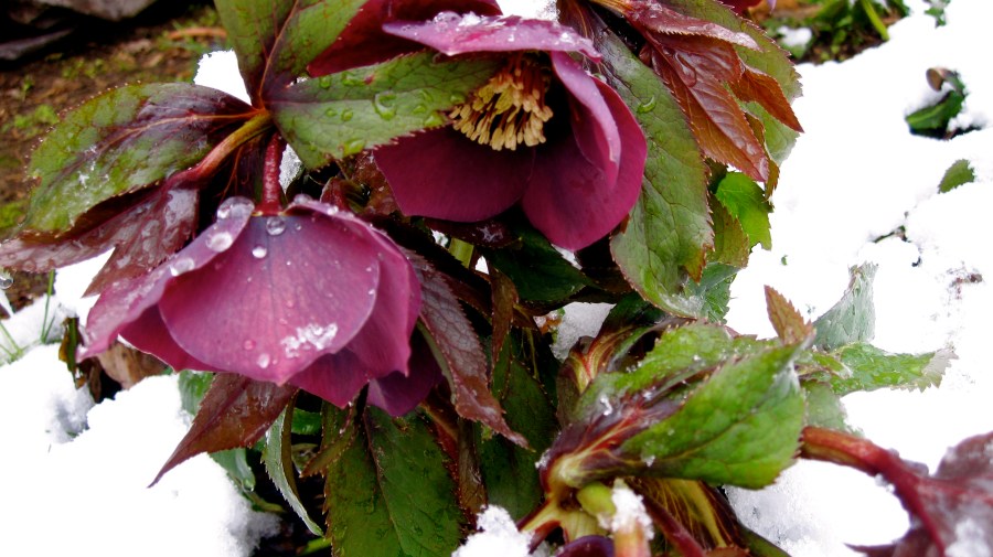 Hellebore Linen Rose What a gorgeous shot!