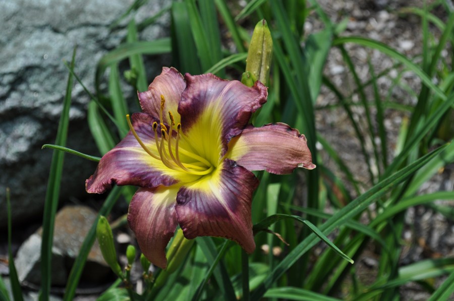 LGDW Dragon Fly x Dreams Come Through