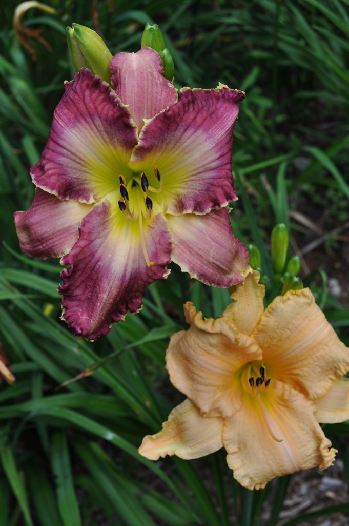 Ruth Gordon x Dragon Fang