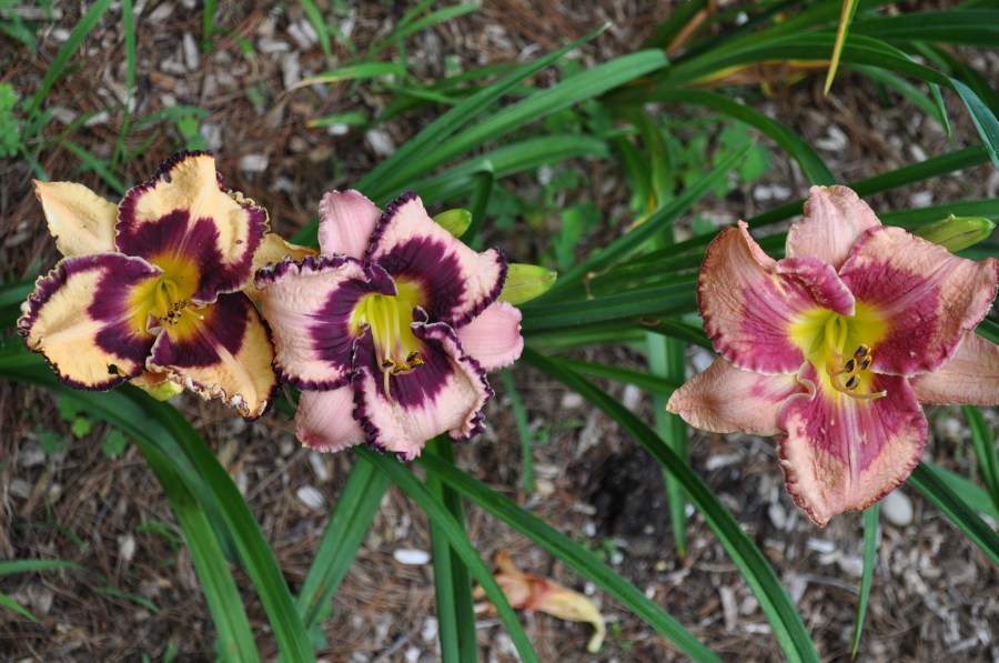 Meet Joe Black x Southern Dazzle