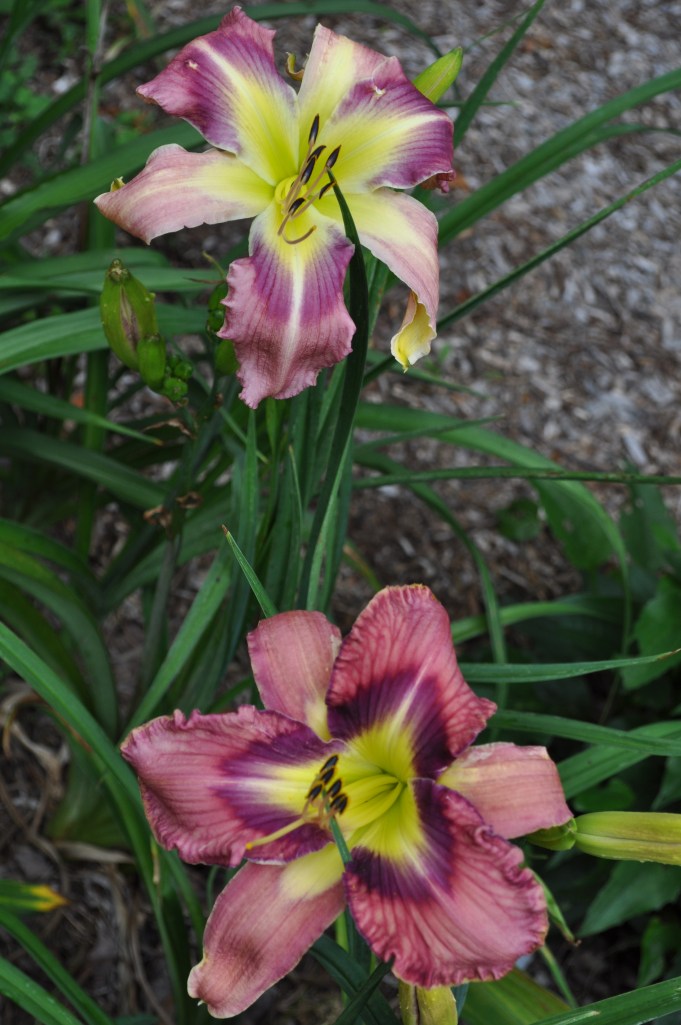 Ledgewood's Dragon Fly x Dreams Come Through