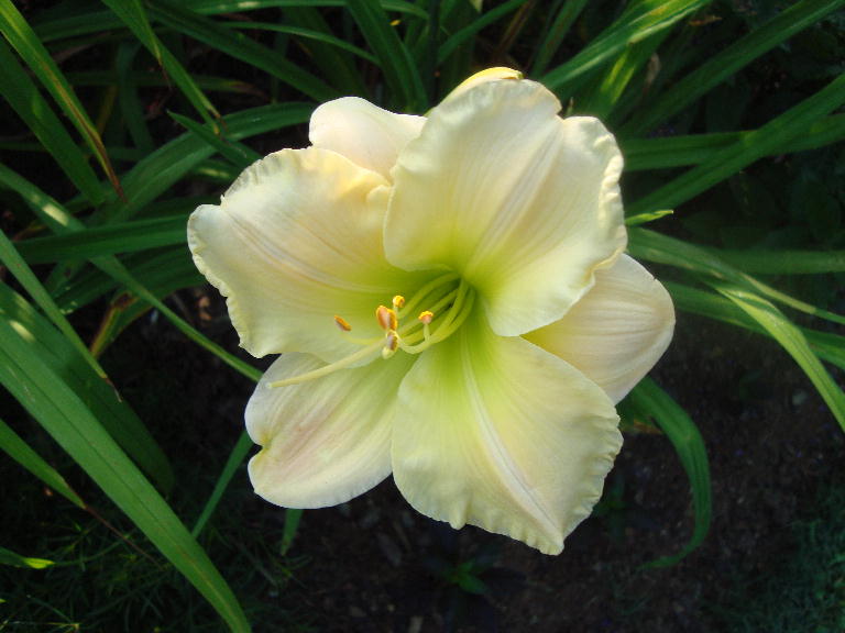 True Gertrude Demarest (Spalding 1986)