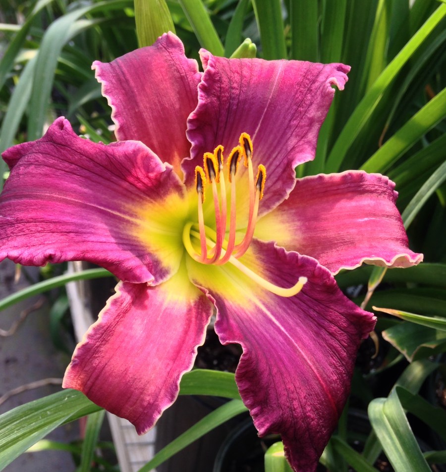 Increased Complexity