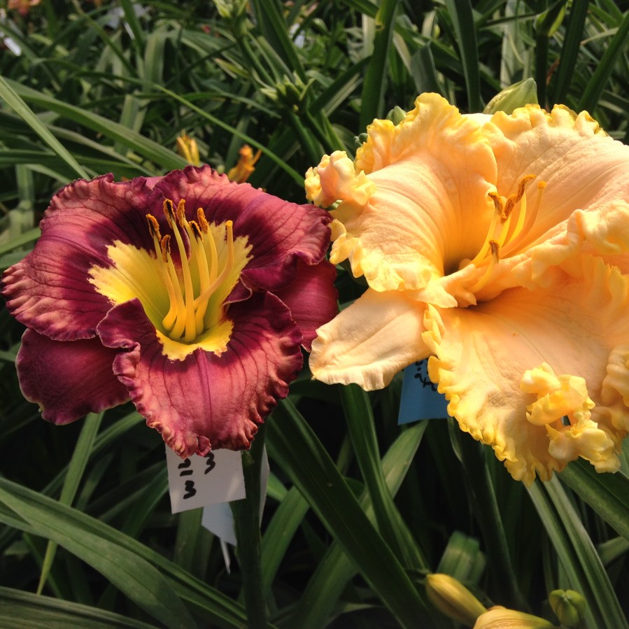 Waggle Dance, Wallingford Bling Bling