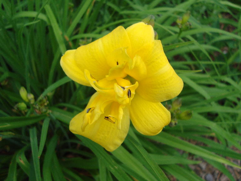 Yellow Bouquet 5-27-14