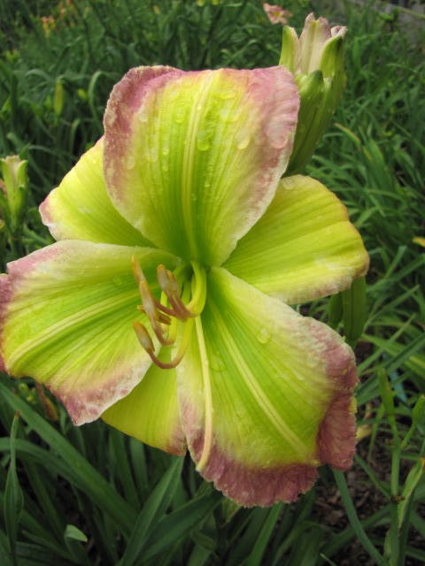 12-26-23D ES X RFK (Small)