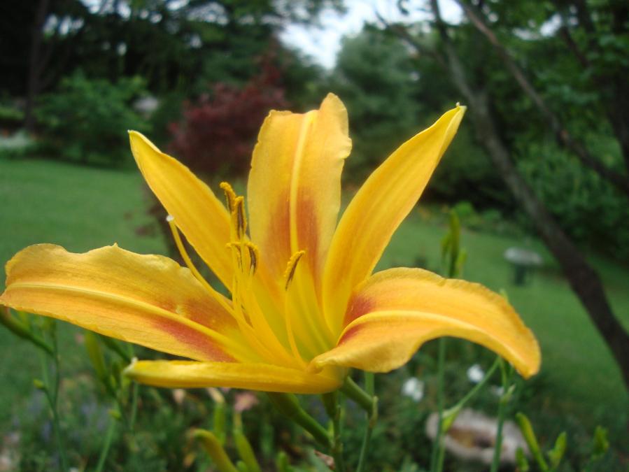 Autumn Minaret closeup 7-9-14x