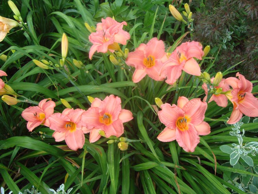 Donna Jean Woodside 6-26-14x