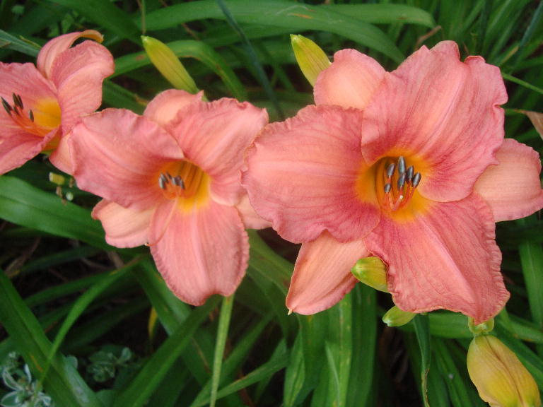 Donna Jean Woodside closeup 6-26-14