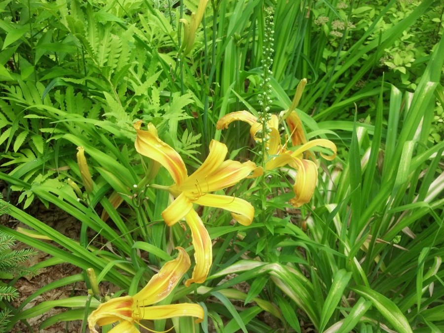 IMG_20140703_130210_483