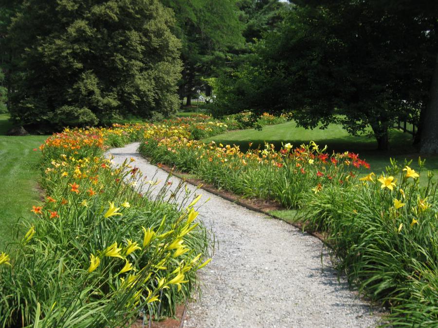 IMG_7466, Daylily Path, beginning