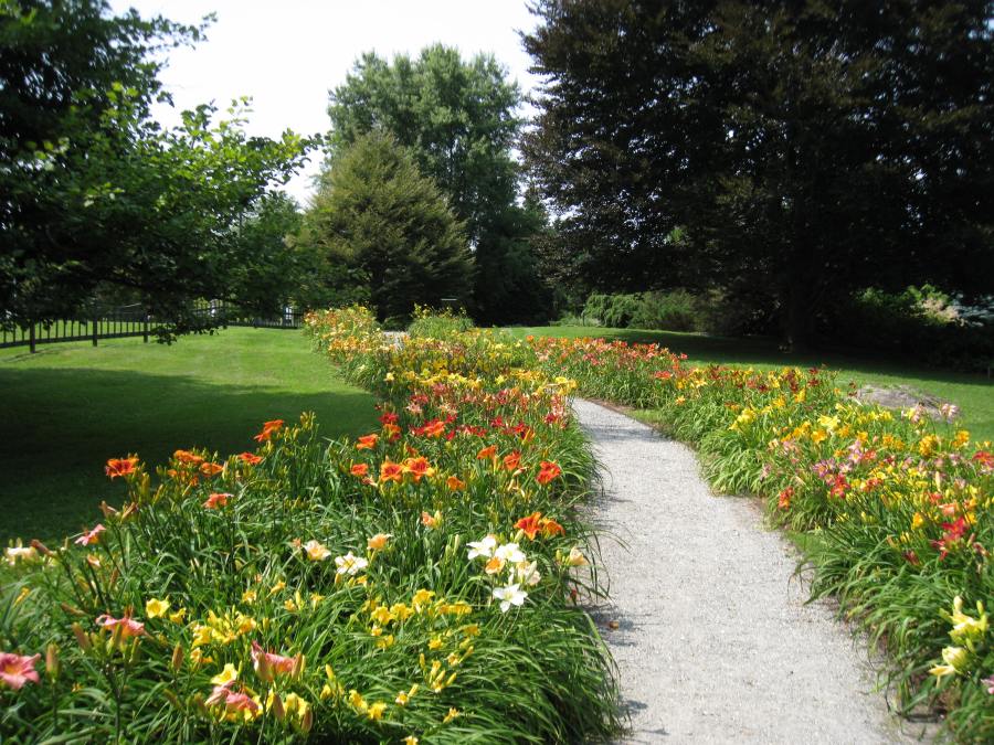 IMG_7494, Daylily Path, Mid