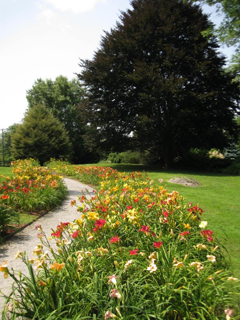 IMG_7495, Daylily Path, Mid