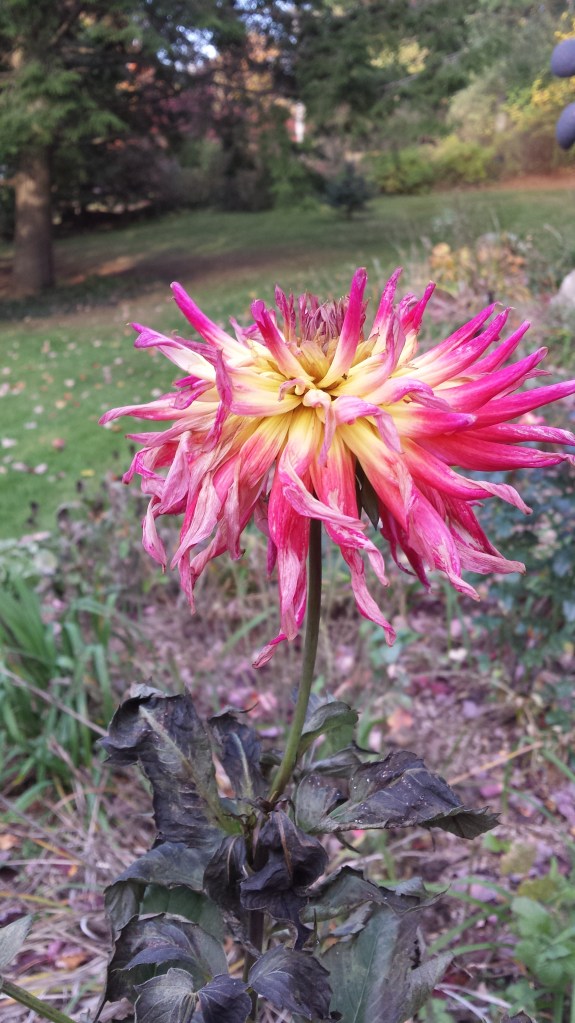 Dahlia "Firebird"