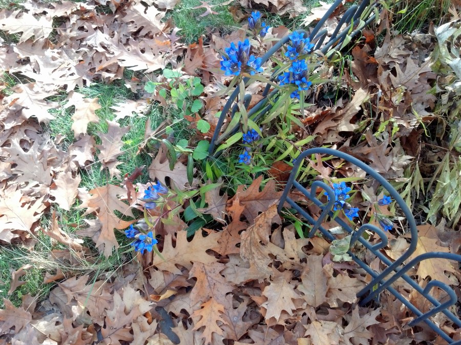 IMG_20131114_141713_370