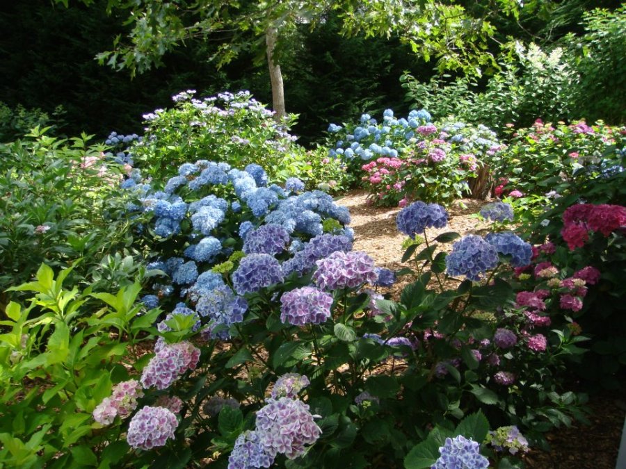 Pessoni hydrangeas garden