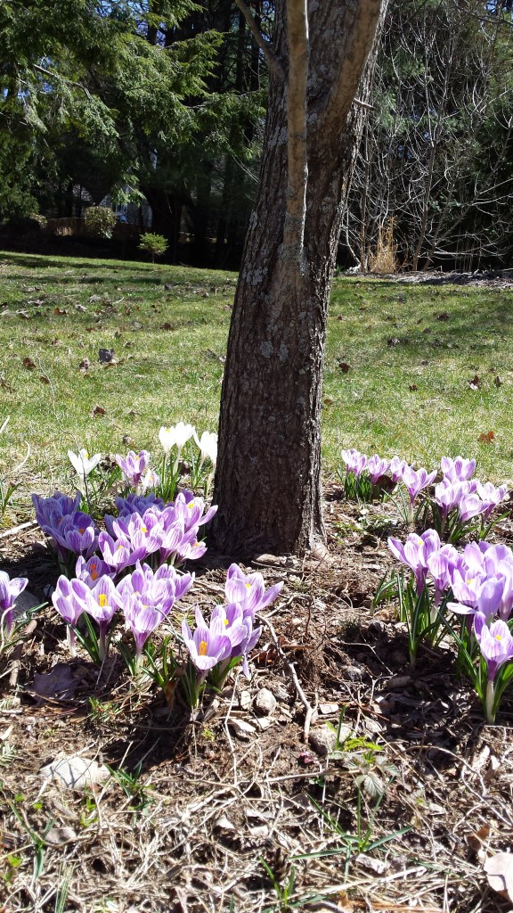 A crocus fairy ring