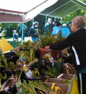 Daylily Sale cropped