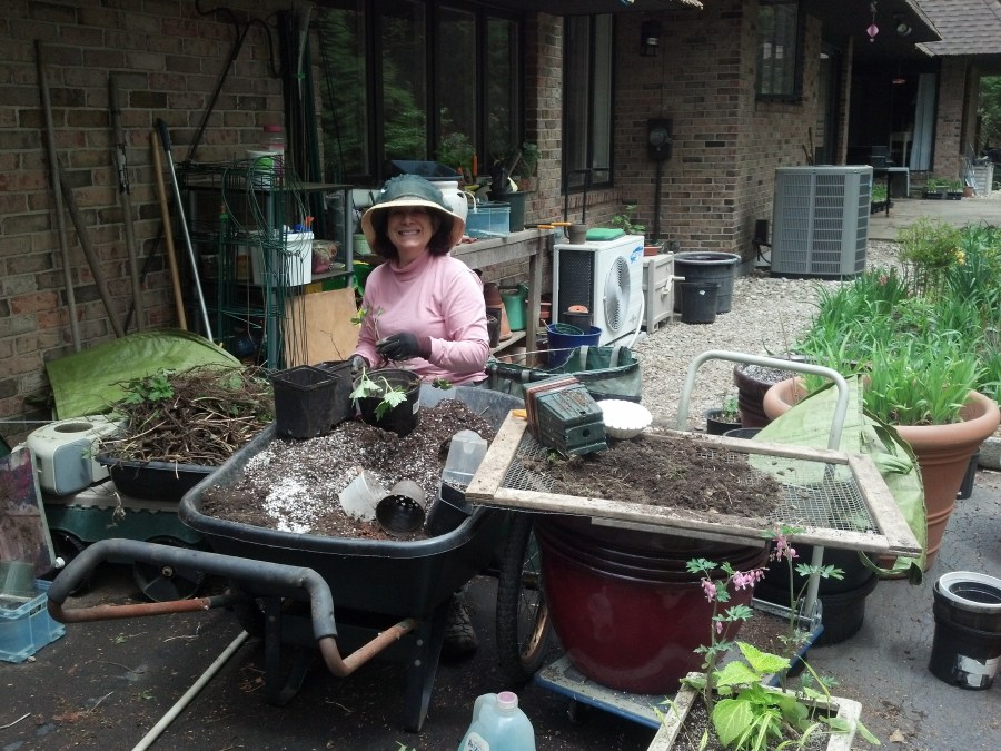 Tina working hard pre-sale.