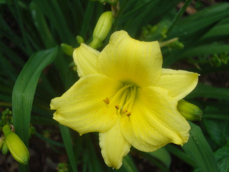 Three Seasons closeup 5-26-15