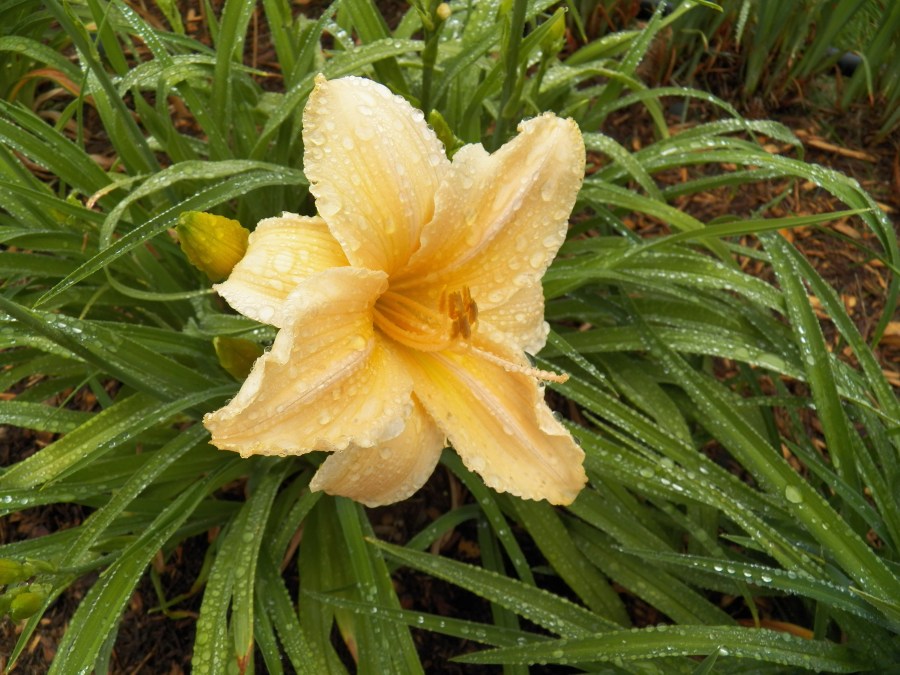 "Fair Haven Charmer"