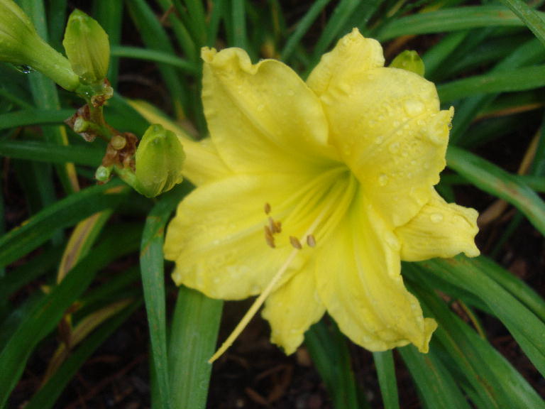 Poly from Flowers of Sulphur