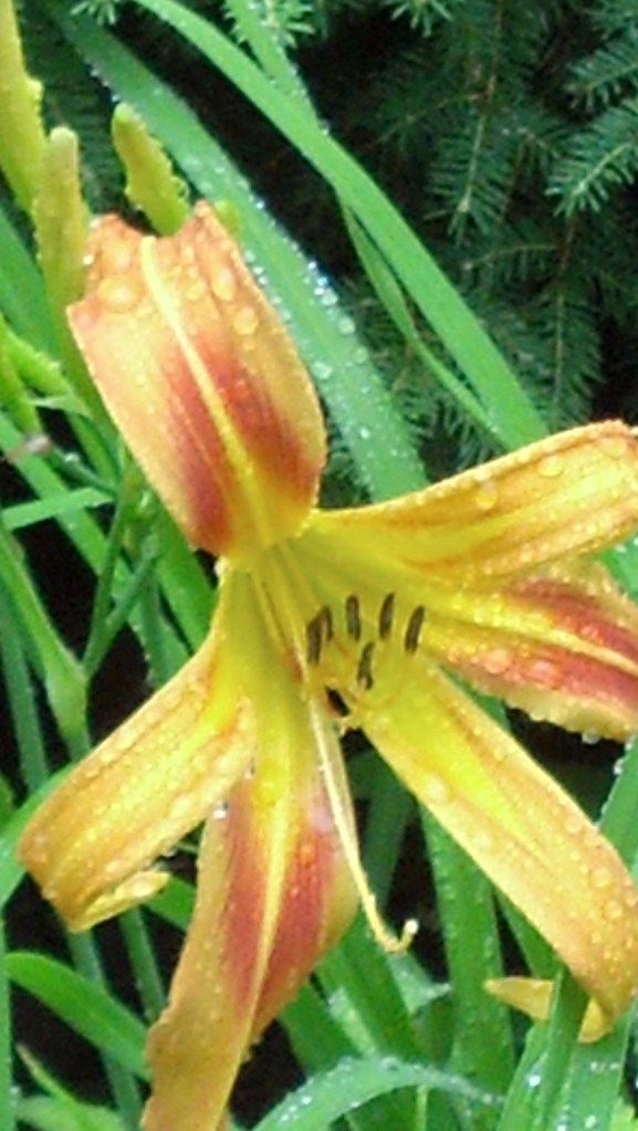 IMG_20150615_132136_907 (1)