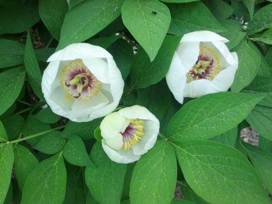 ResizedImage_1431631356333