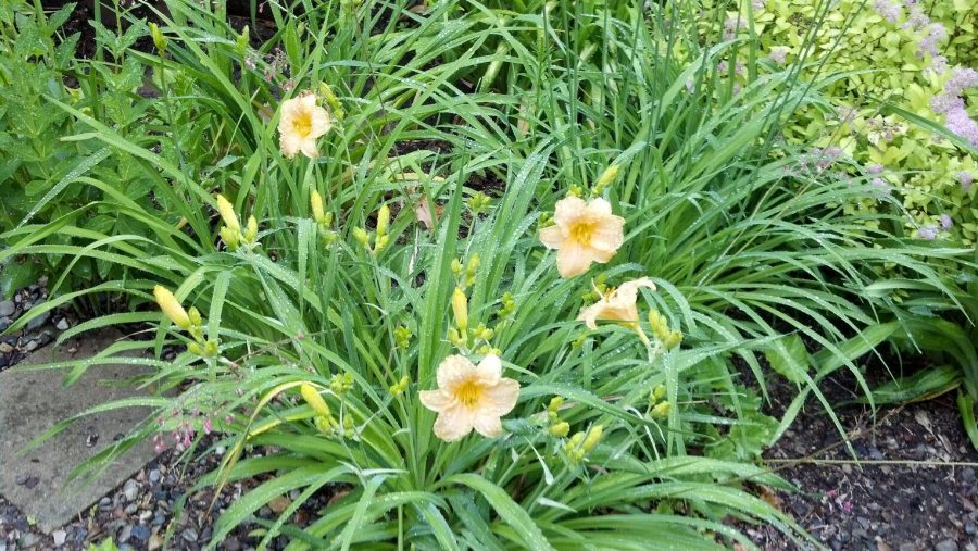 ResizedImage_1434389453338 (1)