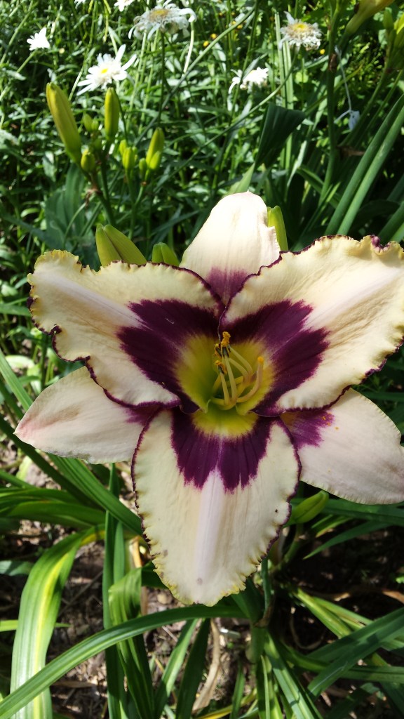 Julie Newmar x El Desperado