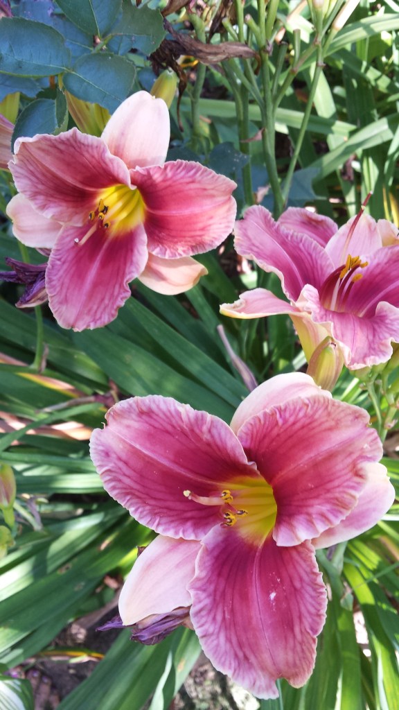 Pocket Change seedling