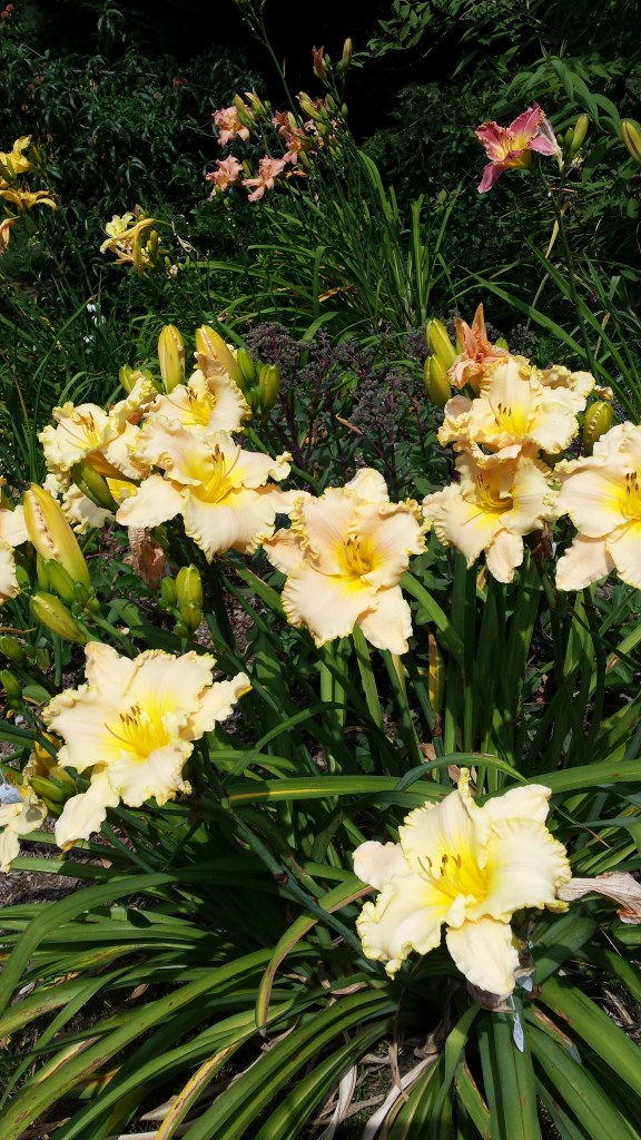 Seedling from Fran Harding seed