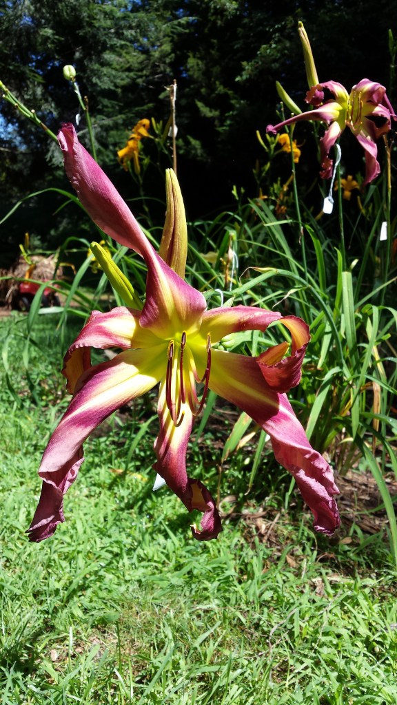 (Apache Bandana x Mama Cuna) x Trahlyta