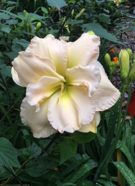 Peggy Jeffcoat (photo by Tina Cotter)