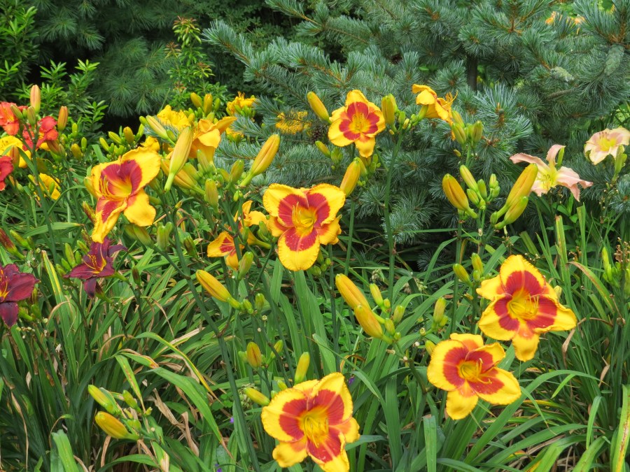 Lord Trickster - B Culver '05 Winner of Nesmith Award!