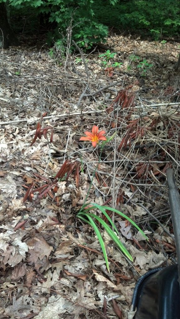 ResizedImage_1436043296136