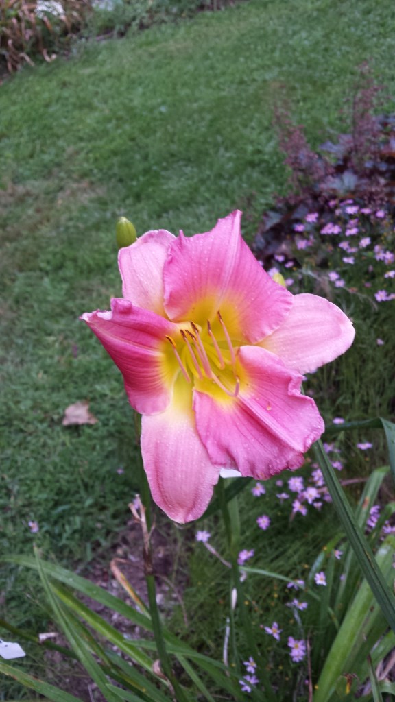 Final Touch (Apps, 91) First year blooming and I love it.