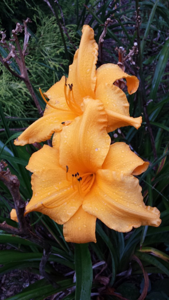 Decatur Gleam (Davidson, 74) gives a long season of bloom