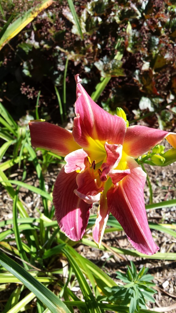 Amethyst Art x Mighty Highty Tighty unexpected rebloom 