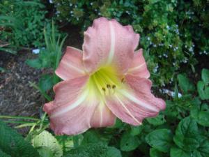 Last Chance for Romance 8/24