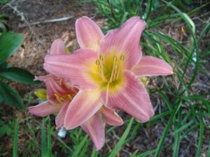 Olallie Delight 8-21-15