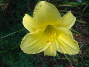 Sandra Elizabeth 8-21-15