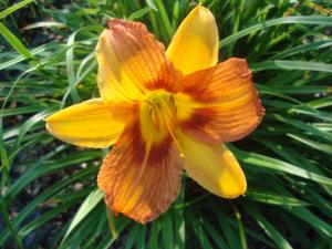 Vernal Tutone relboom 8-24-15