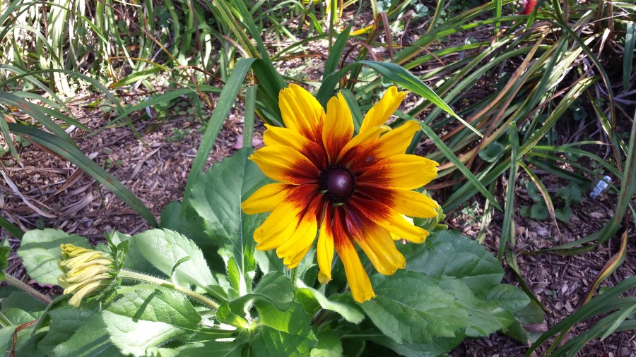 Rudbeckia