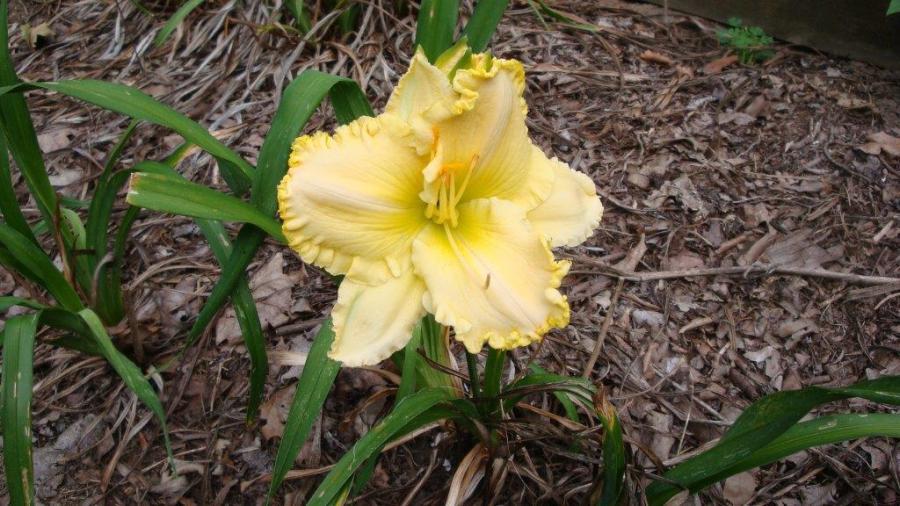 Larry Grace...rebloom