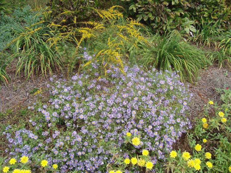 Aster 'October Skies' 9-27-15