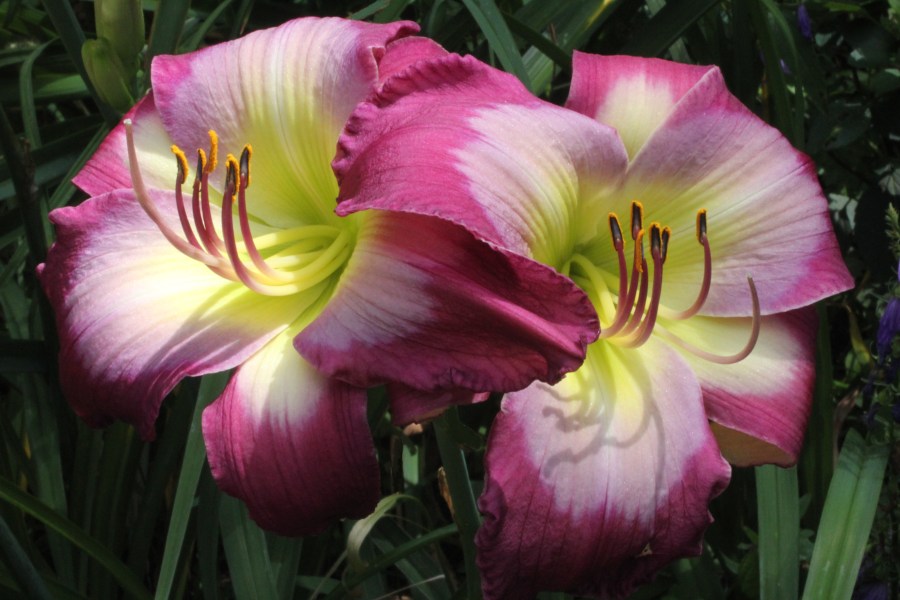 'Claudine's Charm' (Sellers, 2000) @ Tina Cotter's gargen